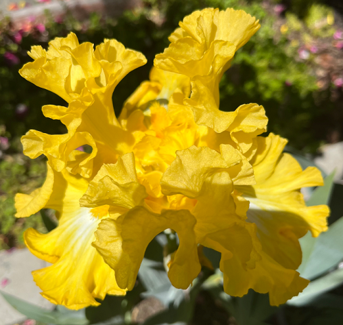 Yelloww Iris.png